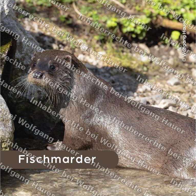 Bierdeckel Fischmarder — Foto © Wolfgang Hauer