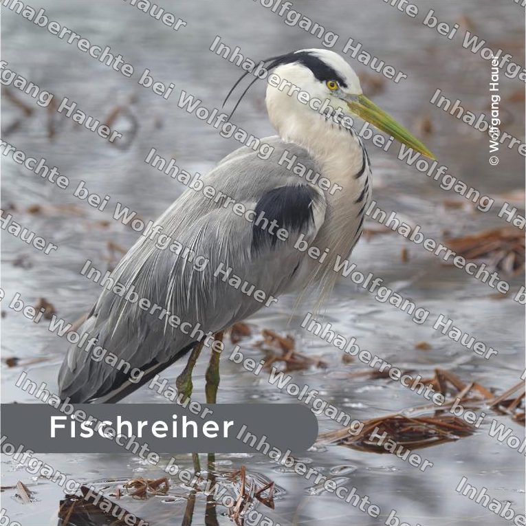 Bierdeckel Fischreiher — Foto © Wolfgang Hauer