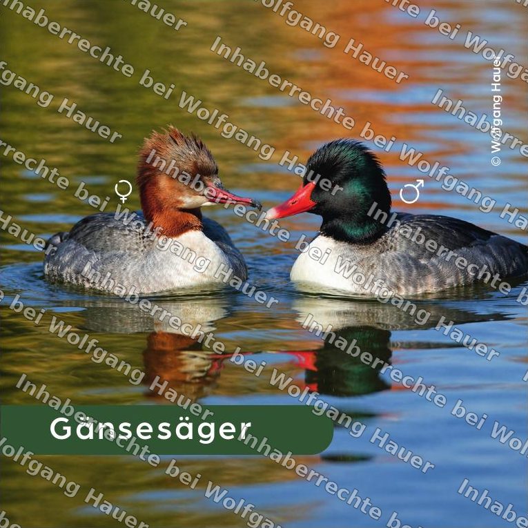 Bierdeckel Gänsesäger — Foto © Wolfgang Hauer