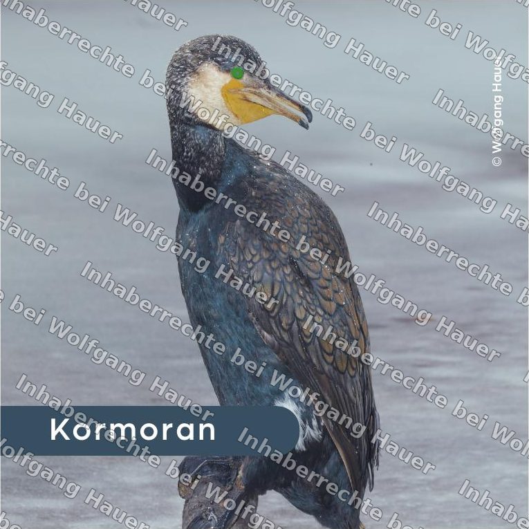 Bierdeckel Kormoran — Foto © Wolfgang Hauer