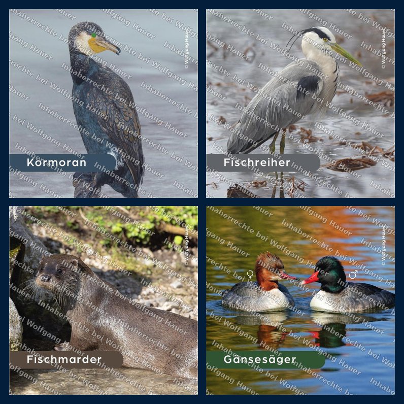 Die vier Bierdeckel des Fischereireviers Rohrbach: Kormoran, Fischreiher, Fischmarder, Gänsesäger