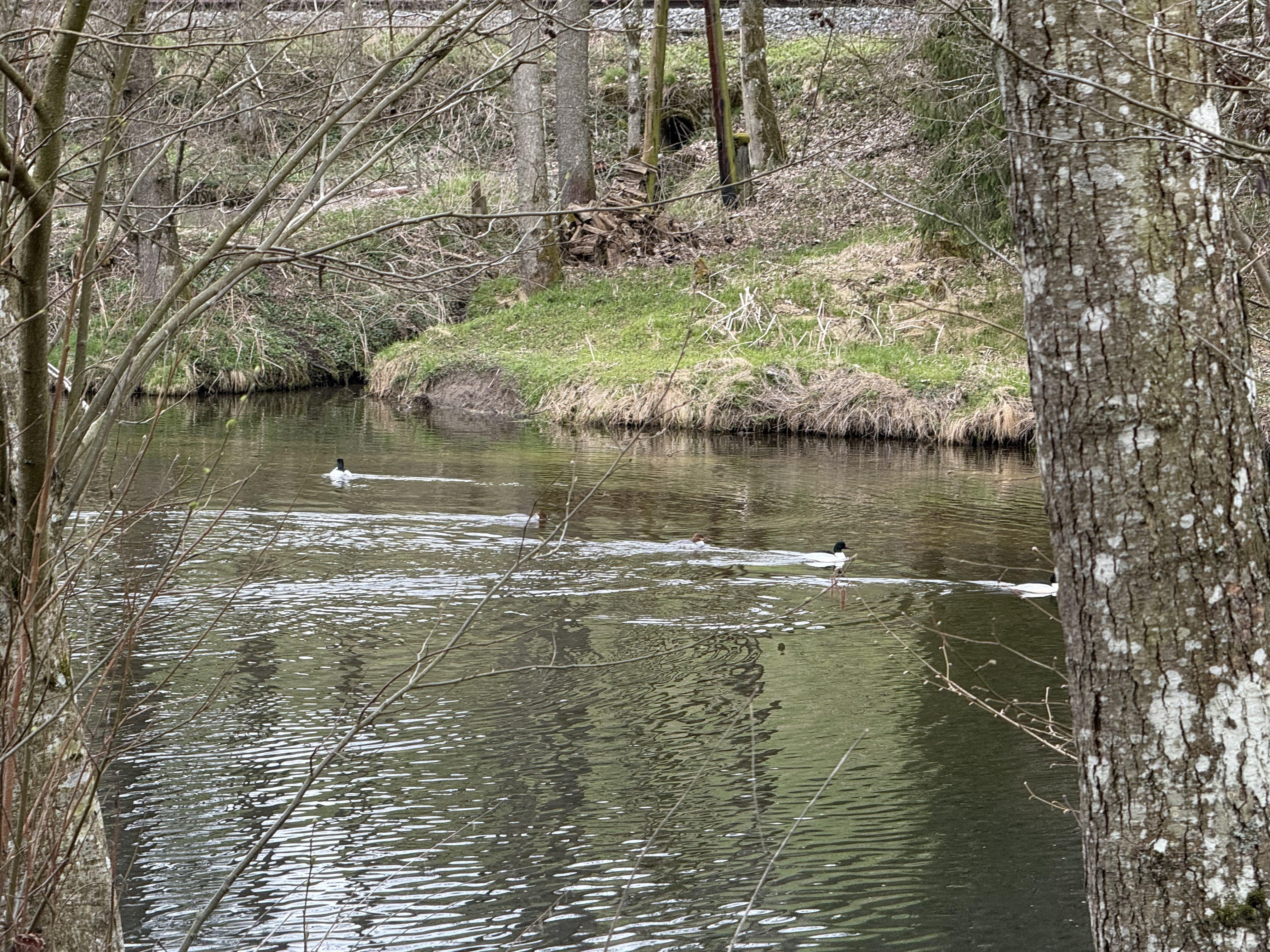 Gänsesäger an der Großen Mühl