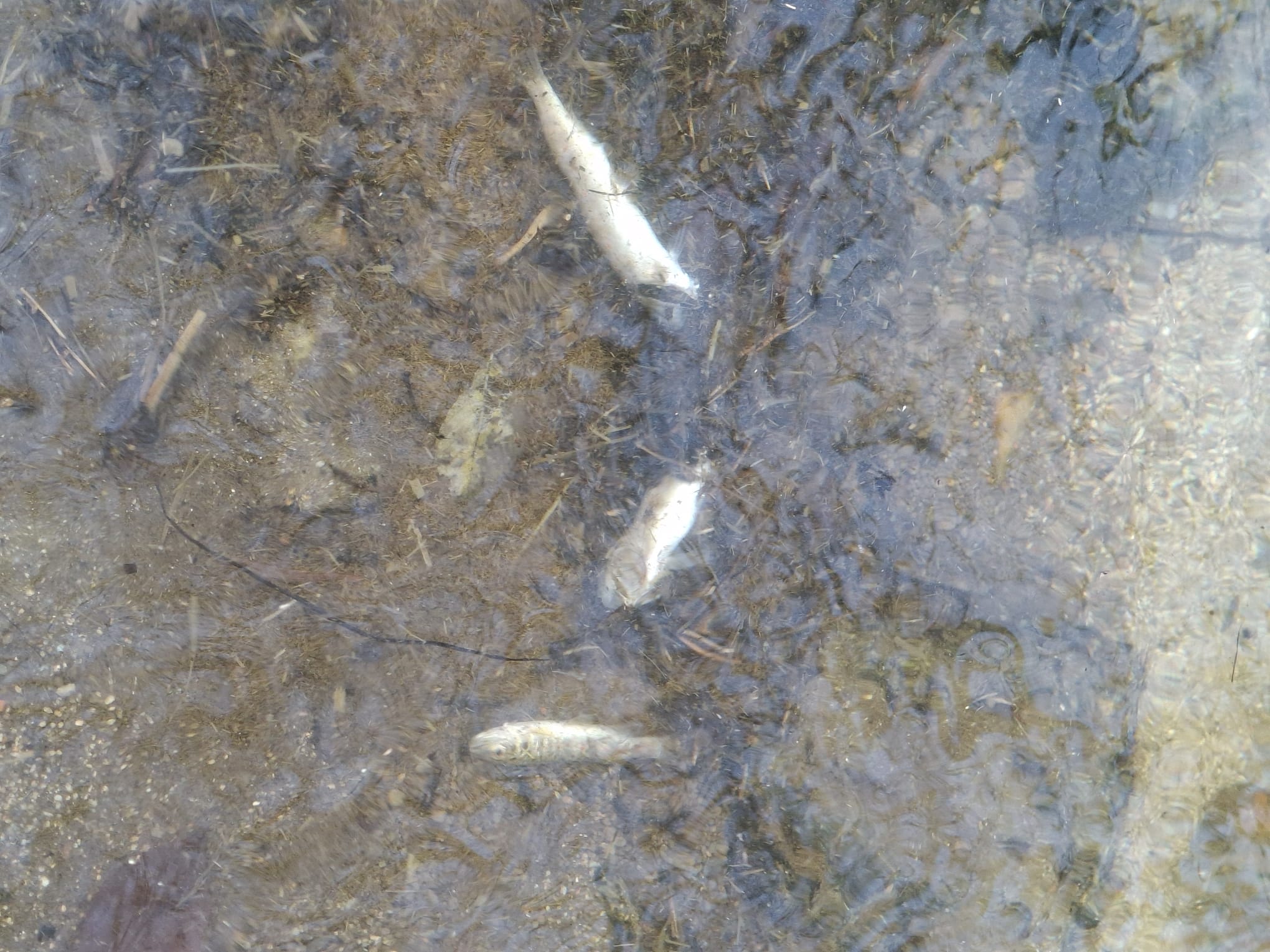 Tote Fische nach Güllevorfall