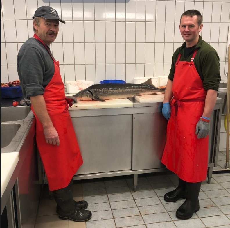 Florian Jungwirth und Rudolf Wakolbinger bei der Fischverarbeitung